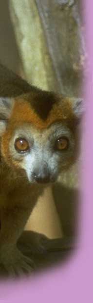 image of Lemur